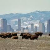 Rocky Mountain Arsenal National Wildlife Refuge