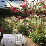 Sonya's Garden