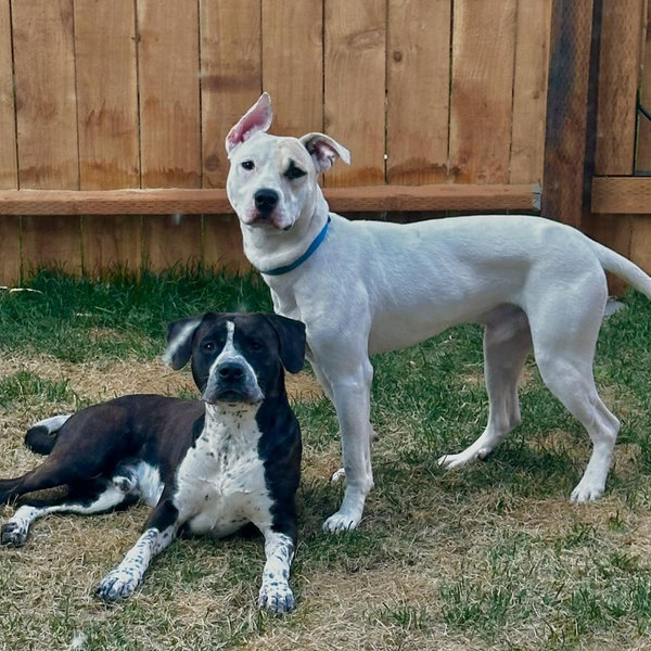Our dog Toy Fund