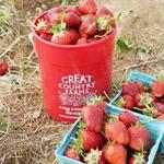 Great Country Farms - Strawberry Festival