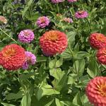 The Fields Flower Farm