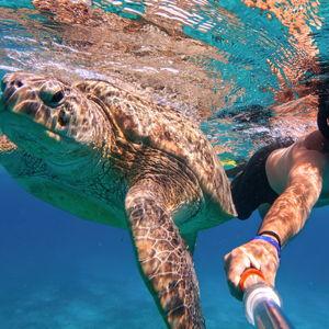Snorkel W/ turtles On Our Honeymoon