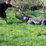 Kliebert & Son’s Gator Tours