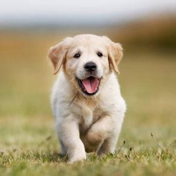 Puppy Fund (Don't Tell John)