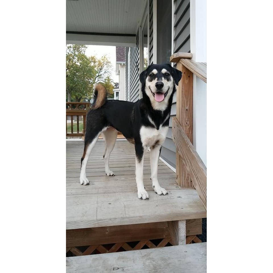 Adopted Sophie 9/9/17