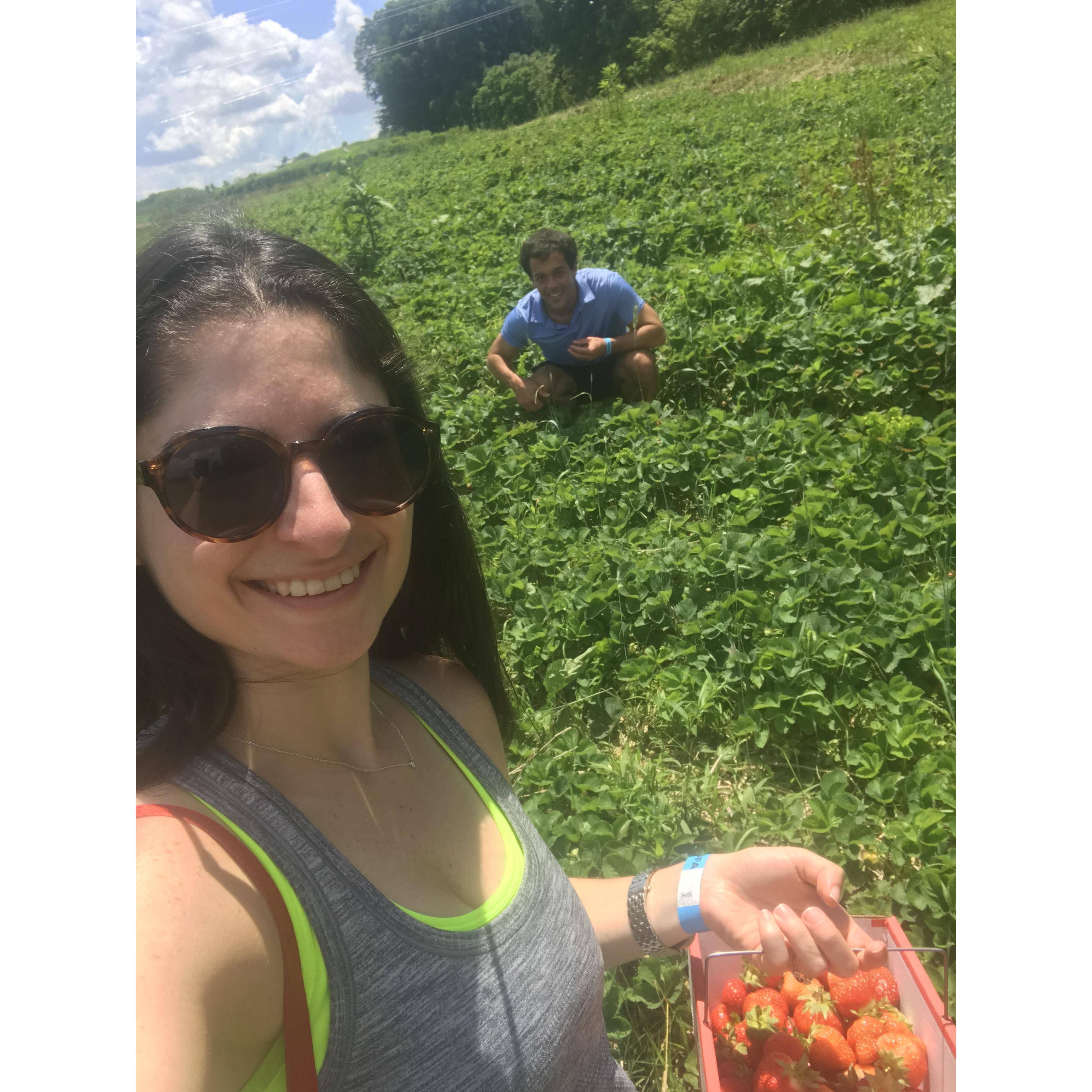 Strawberry picking @ Triple B Farms