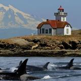 Inter-Island Ferry to San Juan Island