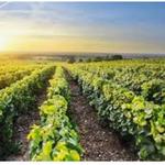 Grapeline Wine Tours