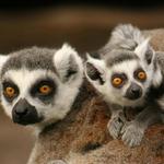 San Diego Zoo