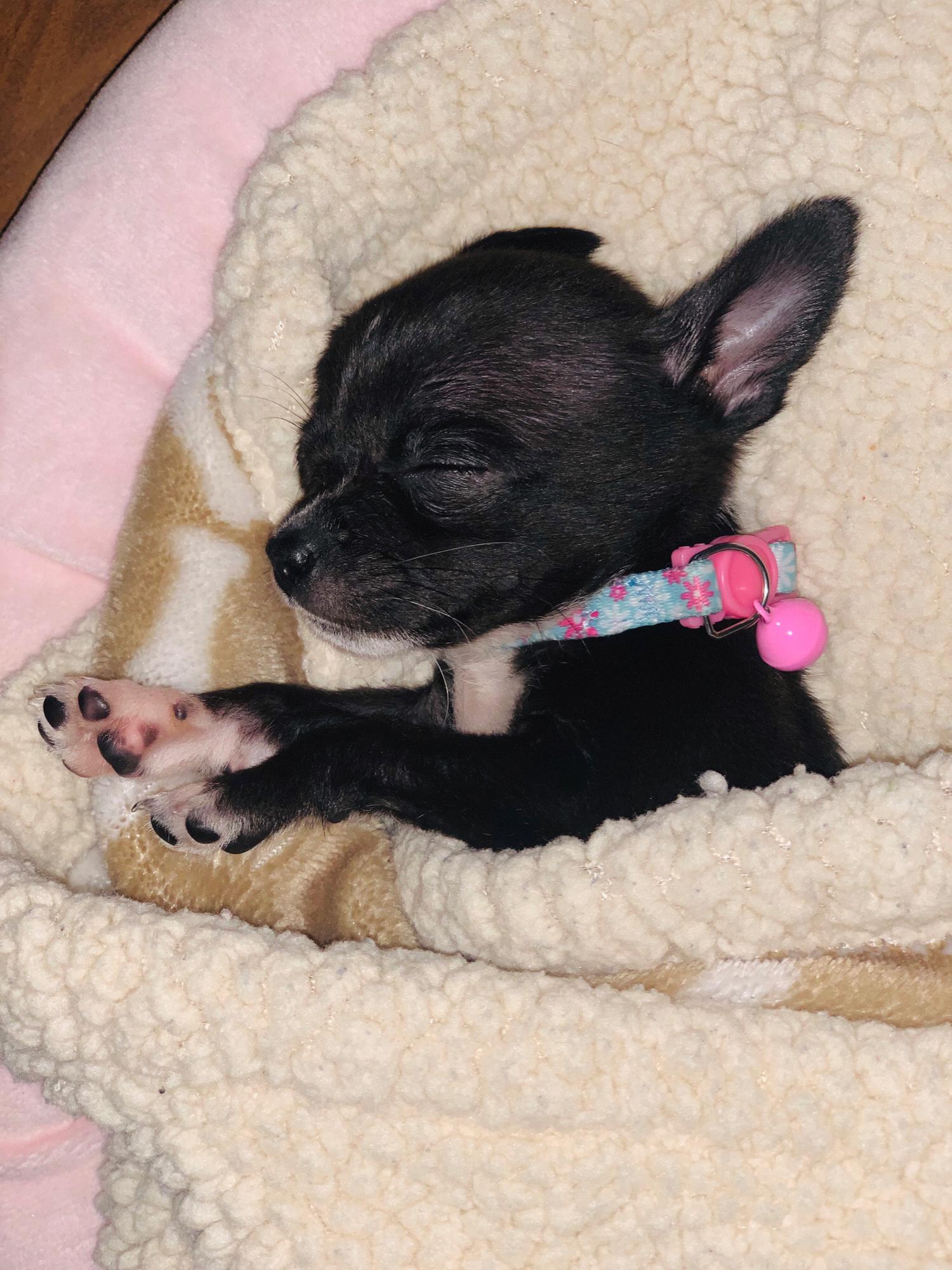 The newest Fur baby. Mia Spell 💕