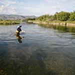 Fly Fishing on the World Famous Silver Creek!