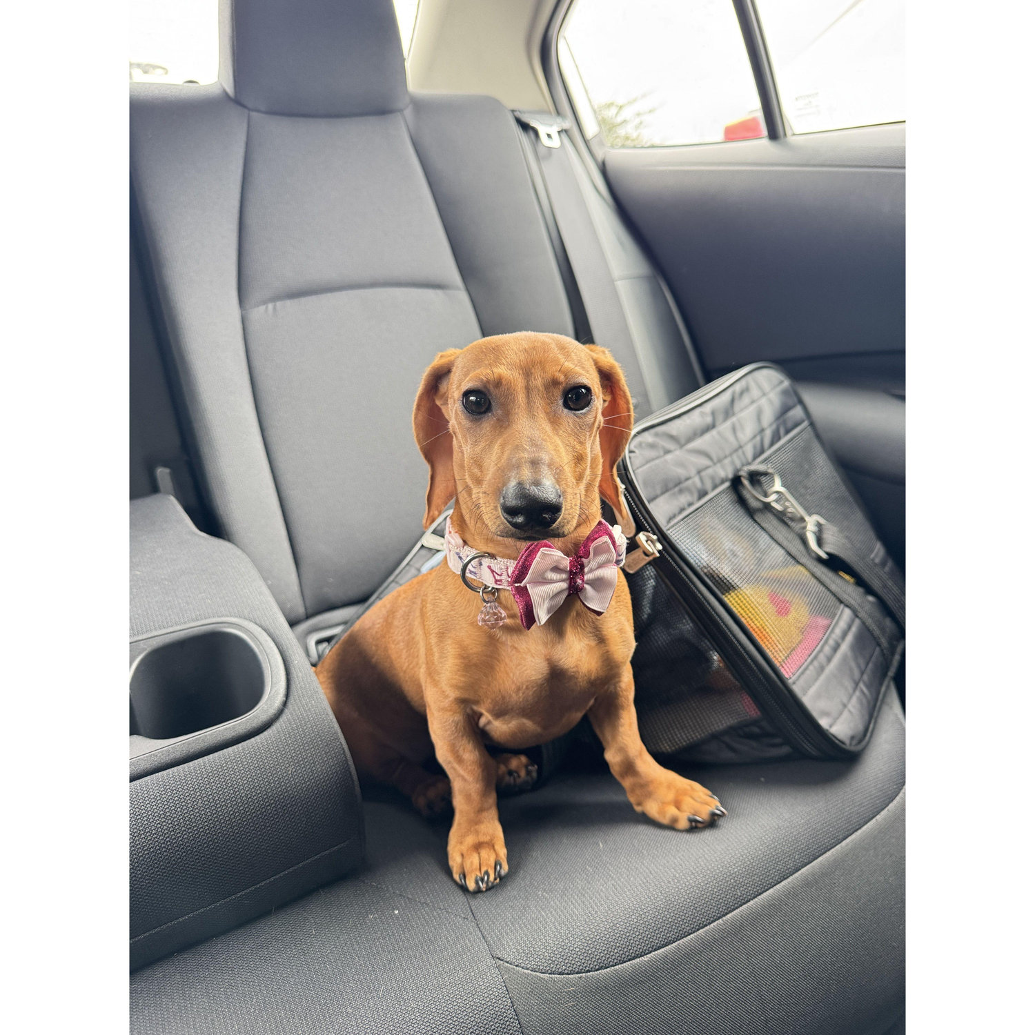 Meet Birdie, our distinguished young lady graduated from her puppy training. ^.^ -August 2024