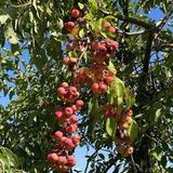 Showalter’s Orchard & Greenhouse