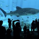 Georgia Aquarium