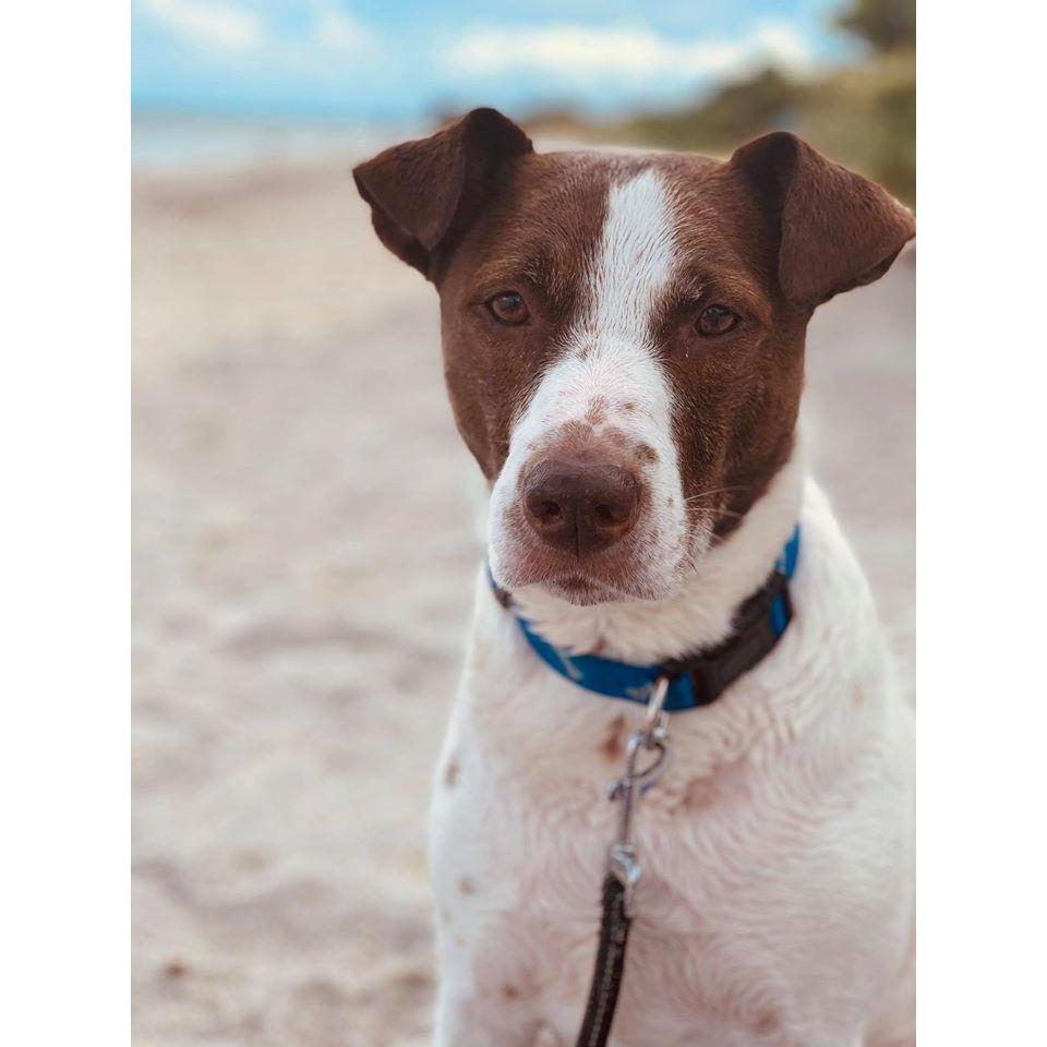 Our doggo Jackson ❤️