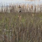 Murrells Inlet
