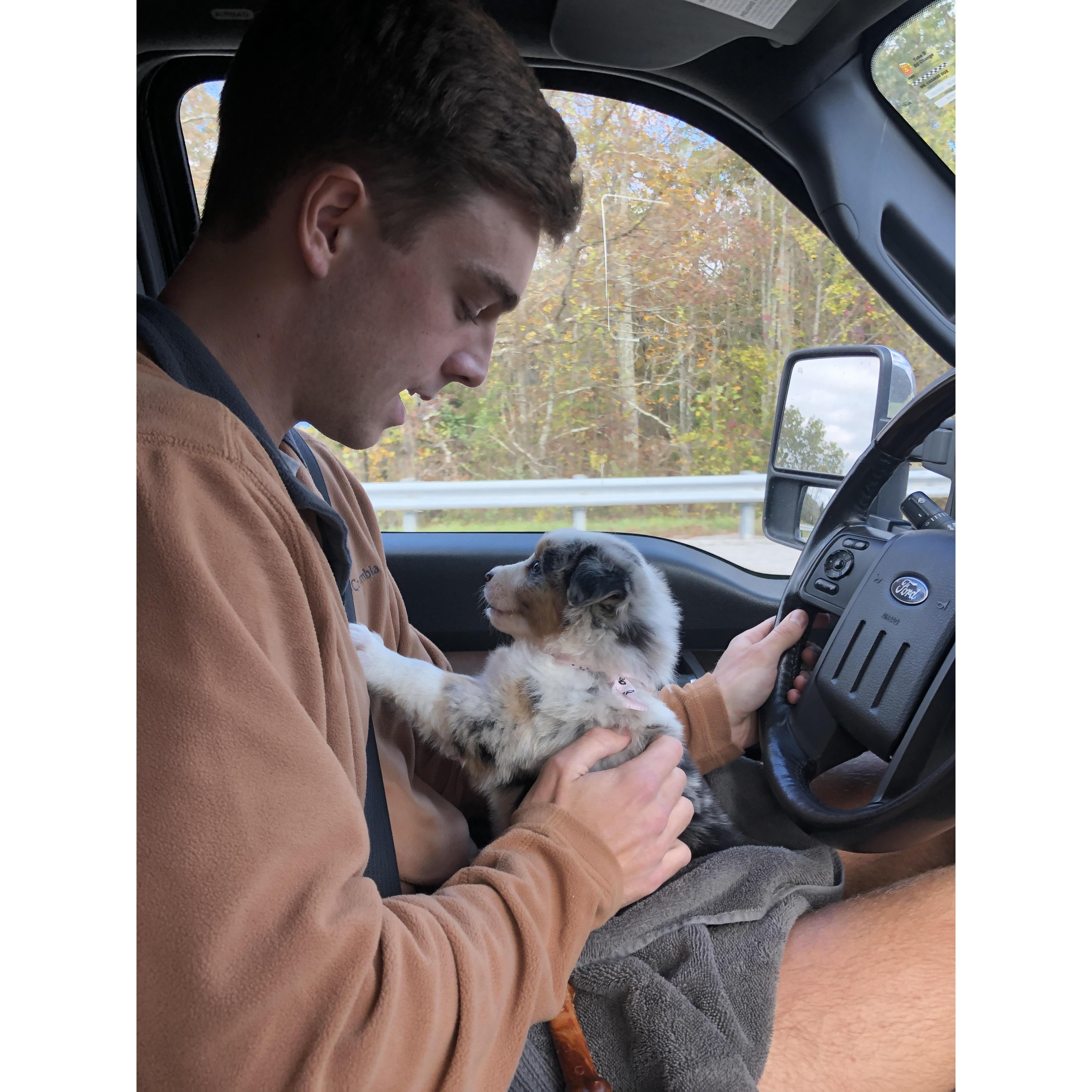 The day we got Macy, our Aussie