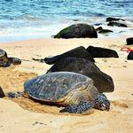 Laniakea Beach