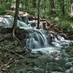 Parkville Nature Sanctuary