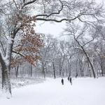 Toronto Island Park