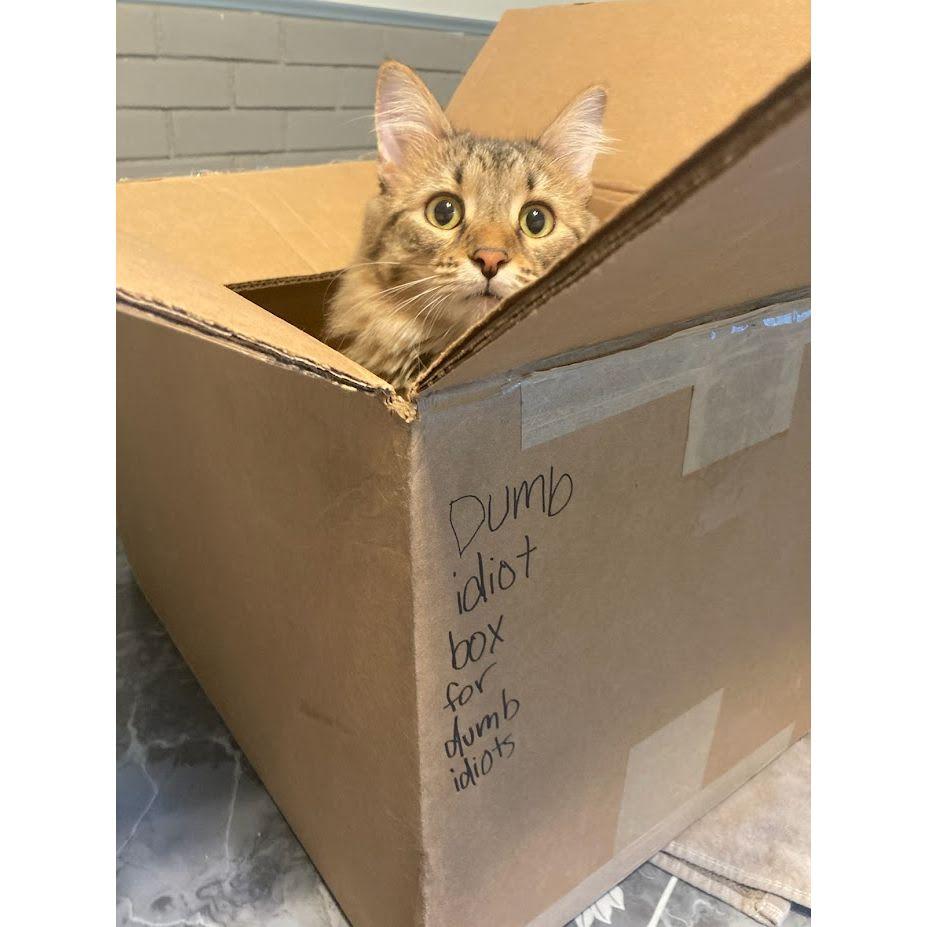 Junimo is chaotic and has some thoughts, but not many.