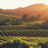 Napa Valley