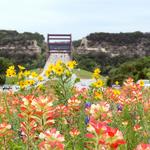 Lady Bird Johnson Wildflower Center