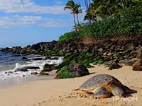 Take a drive to the North Shore
