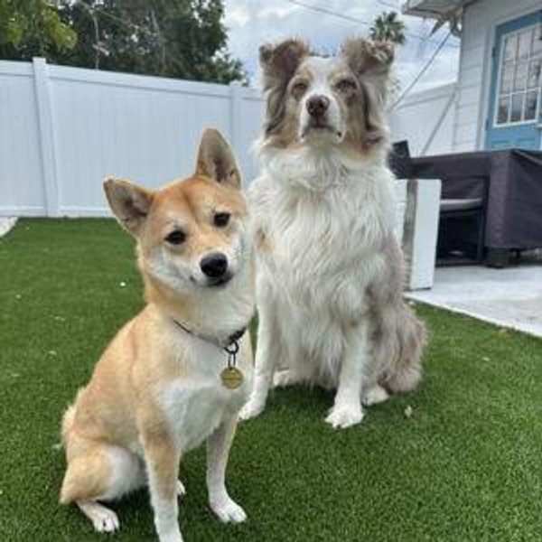 Honeymoon & Fur baby fund