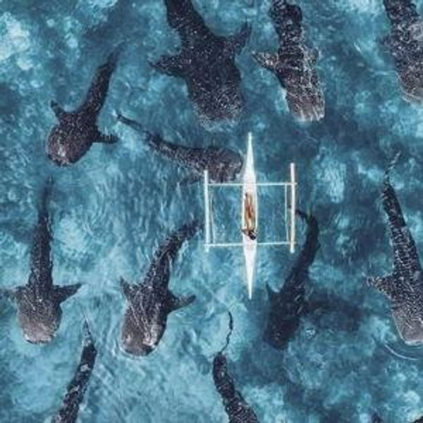 Snorkeling For Whale Shark