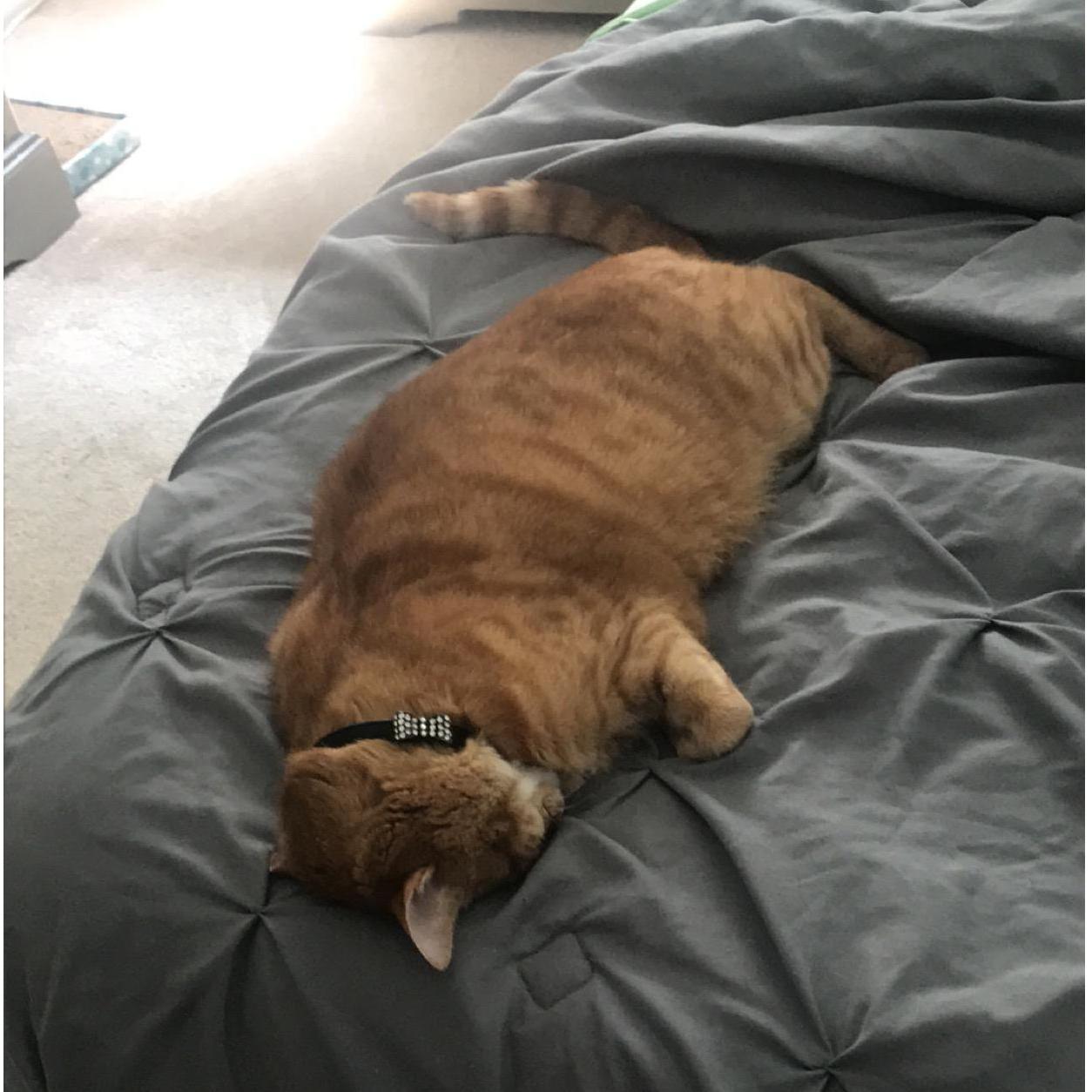 Hobbes had a rough day...