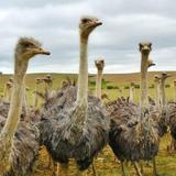 Rooster Cogburn Ostrich Ranch