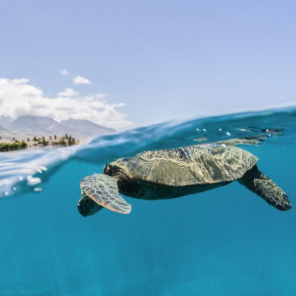 Maui Snorkeling Adventure to Molokini and Turtle Town
