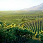 Wine Tasting in Santa Ynez Valley