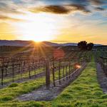 Paso Robles Wineries