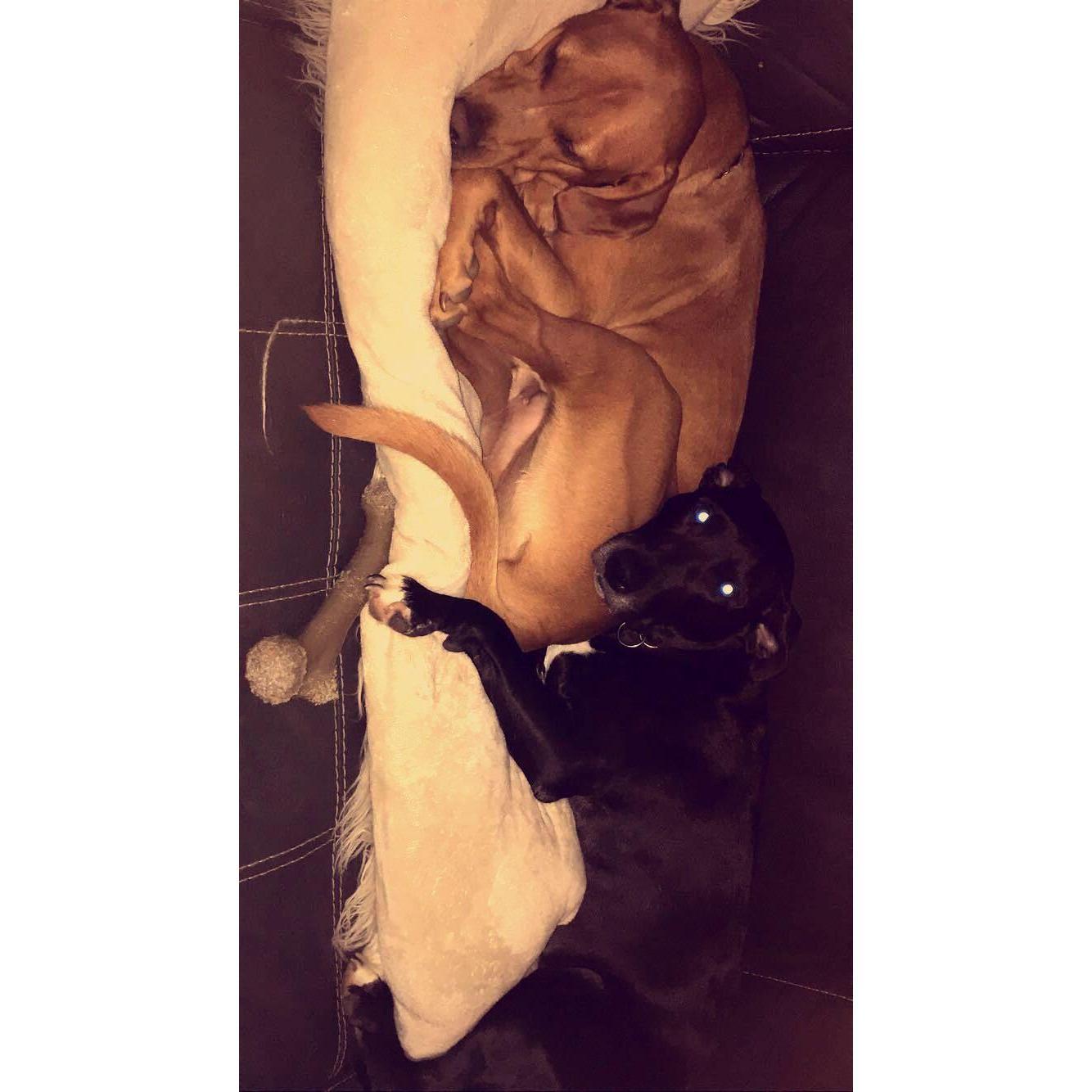 Stella and Jax snuggling!