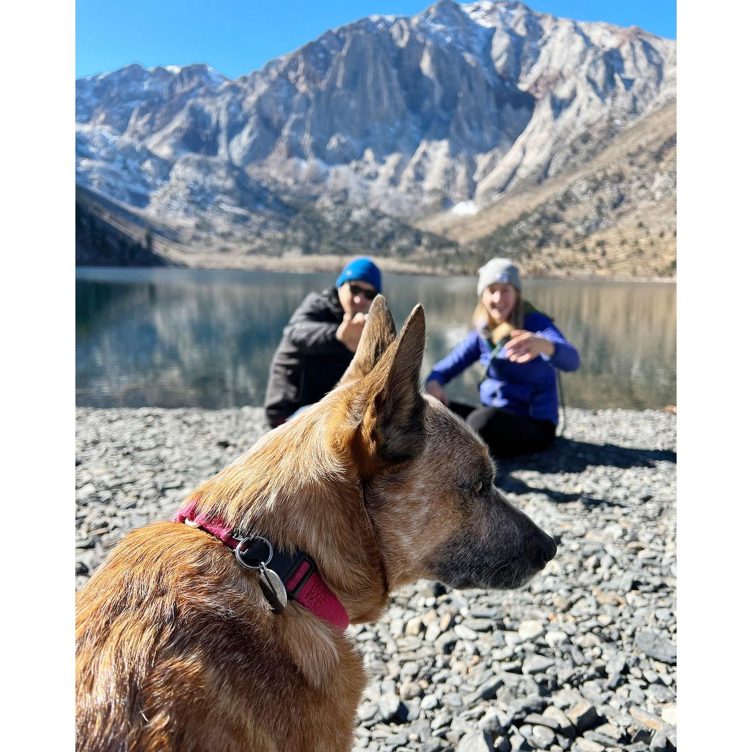 Spud admiring the view