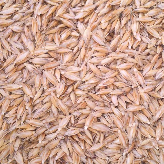 Einkorn (Organic)