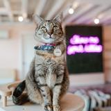 NEKO Cat Cafe Bellingham