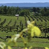 Morris Vineyard