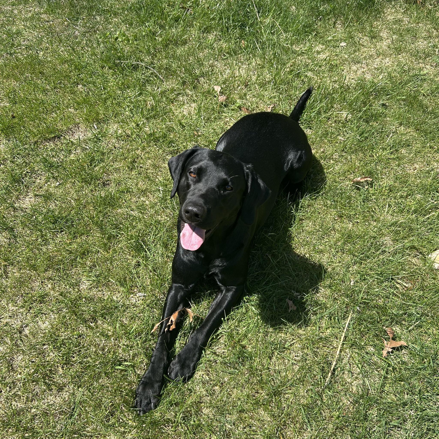Our lovely Bobo!!