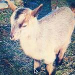 Woodstock Farm Animal Sanctuary