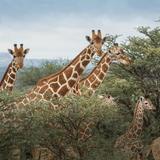 San Diego Zoo