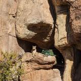 Arizona-Sonora Desert Museum