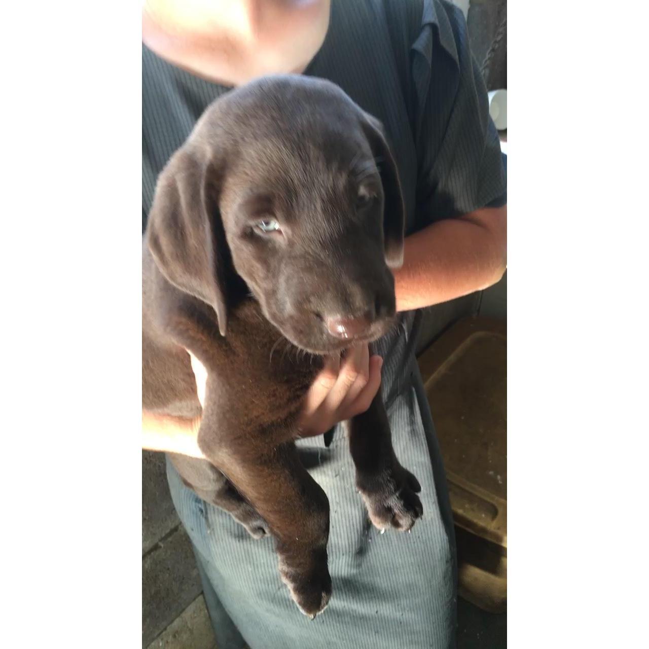 Our first "baby" Daisy. She is the best pup ever. ❤❤ And she definitely loves Mommy more 😇
