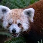 Smithsonian National Zoological Park