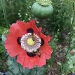 Wood County Arboretum & Botanical Gardens