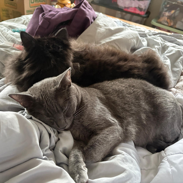 Stormie’s Toy Fund/Shadow’s Treat Fund