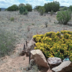 Chihuahuan Dessert Nature Hike