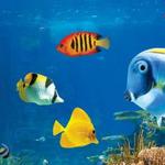 Ripley's Aquarium of Myrtle Beach